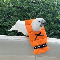 White cockatoo standing on a ledge, with a little bird-sized orange life jacket around her neck.